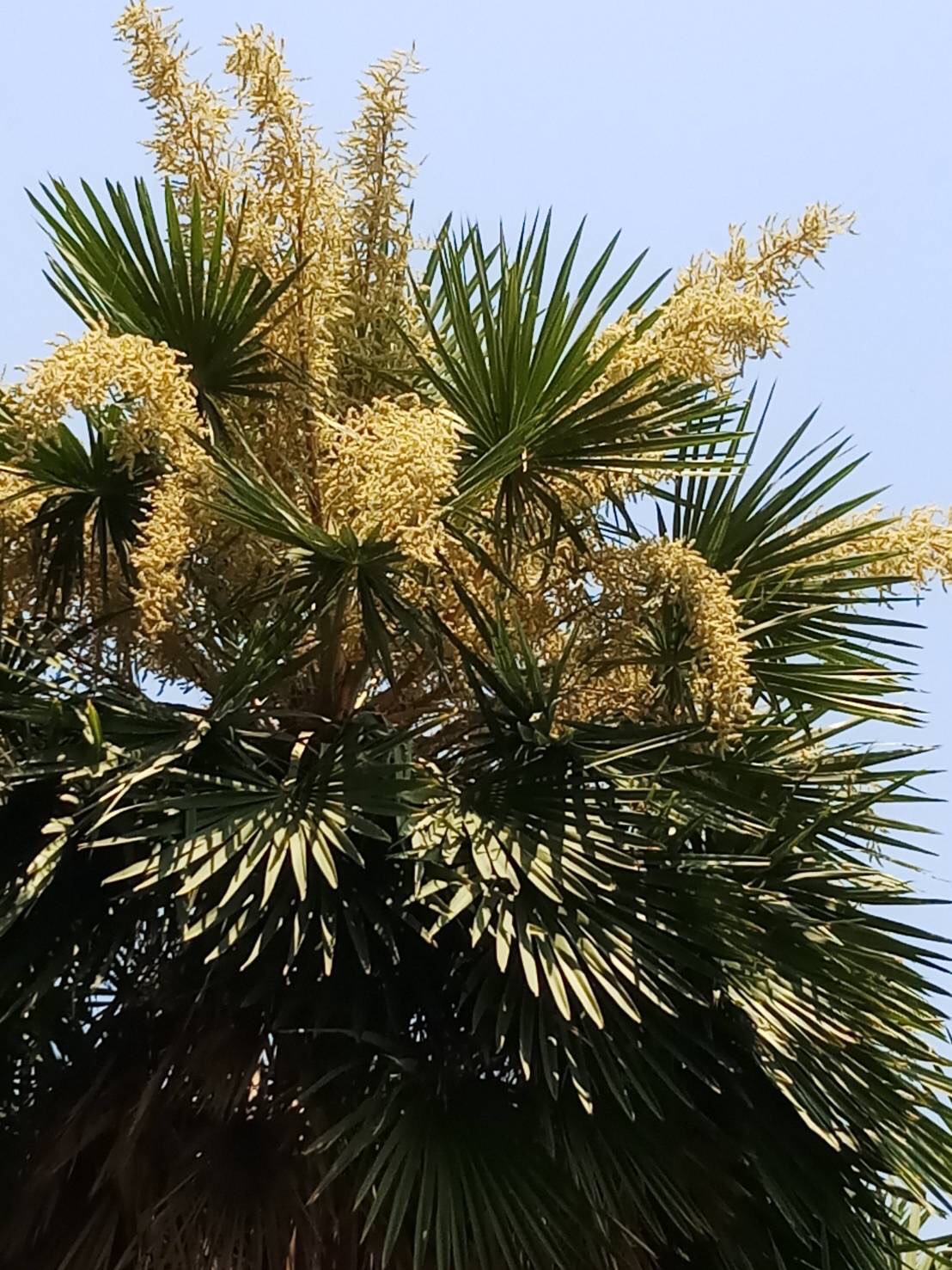 Washingtonia Filifera Linden Ex Andre H Wendl Ex